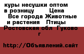 куры несушки.оптом 170 в розницу 200 › Цена ­ 200 - Все города Животные и растения » Птицы   . Ростовская обл.,Гуково г.